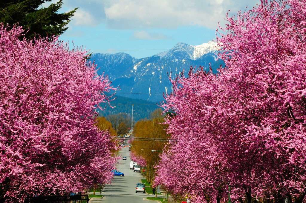 Vancouver Cherry Blossom Festival Haiku Invitational CanadaJapan